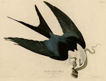 Swallow tailed hawk